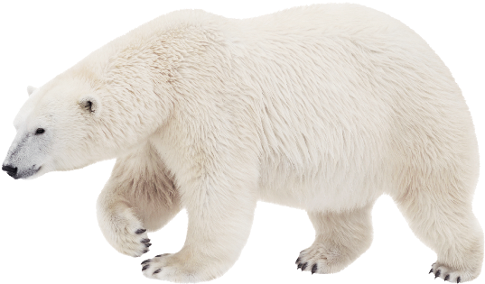 Polar White Bear - Белый Медведь В Пнг (550x333), Png Download