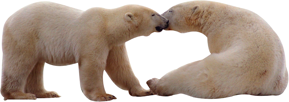 Polar White Bear Png - Polar Bear (929x327), Png Download