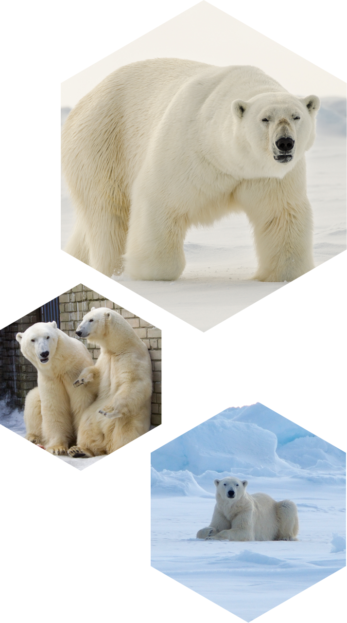 Decades We Have Started To Realise That All Living - Polar Bear (714x1280), Png Download