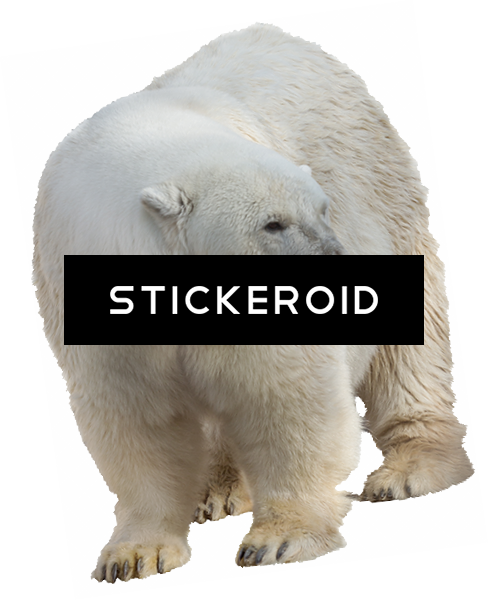 Polar White Bear Animals - Polar Bear (488x600), Png Download