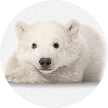 Let's Save The Polar Bears And Protect The Environment - Polar Bear (448x448), Png Download