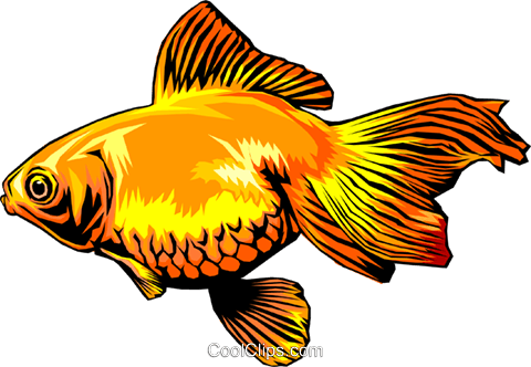 Goldfish - Fish (480x332), Png Download