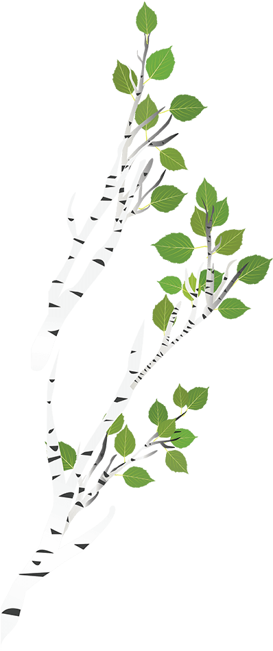 Birch Tree Birch Tree - Birch (400x955), Png Download