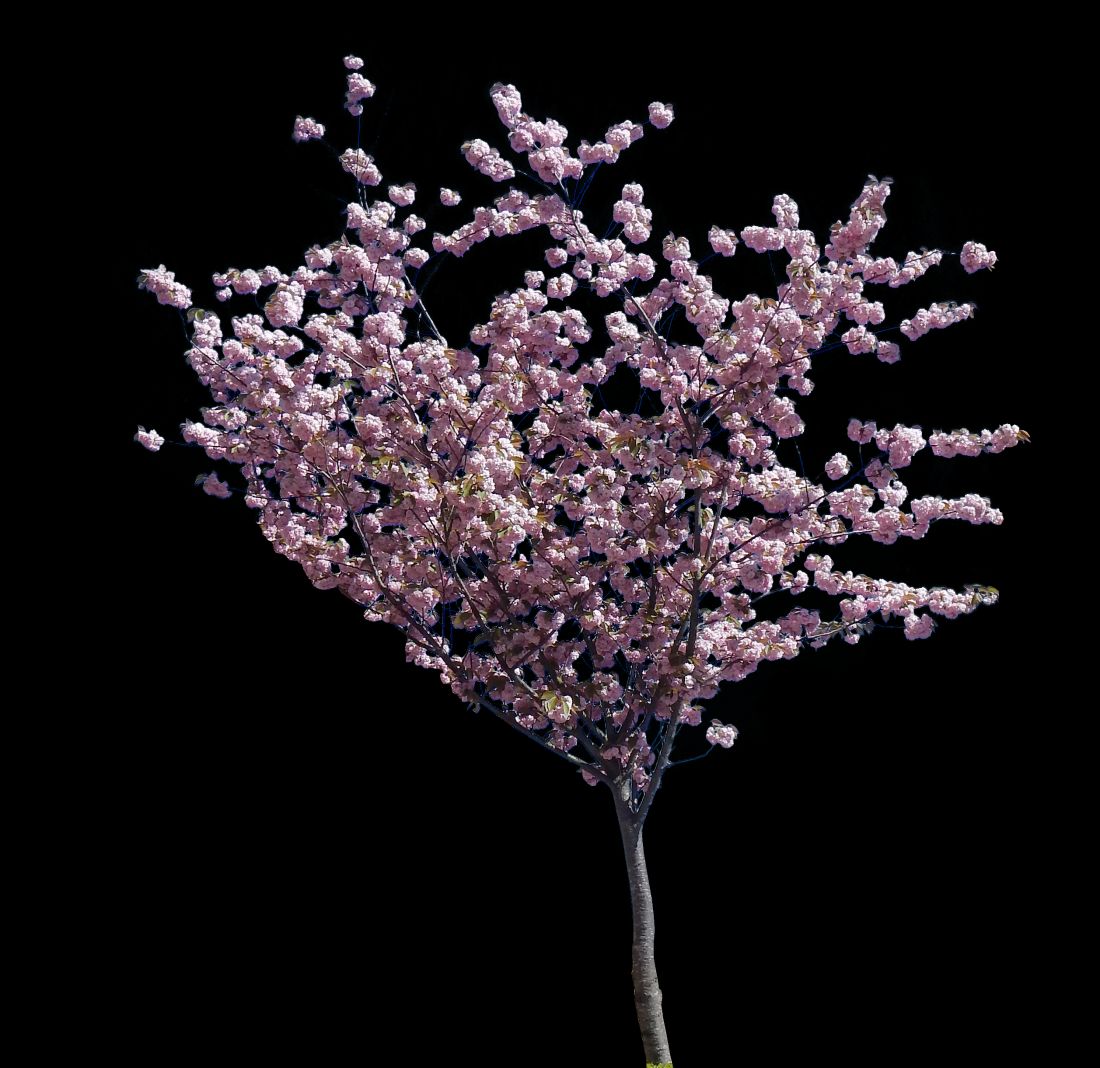 Cherry Blossom Small Pine Tree - Cherry Blossom (1100x1068), Png Download
