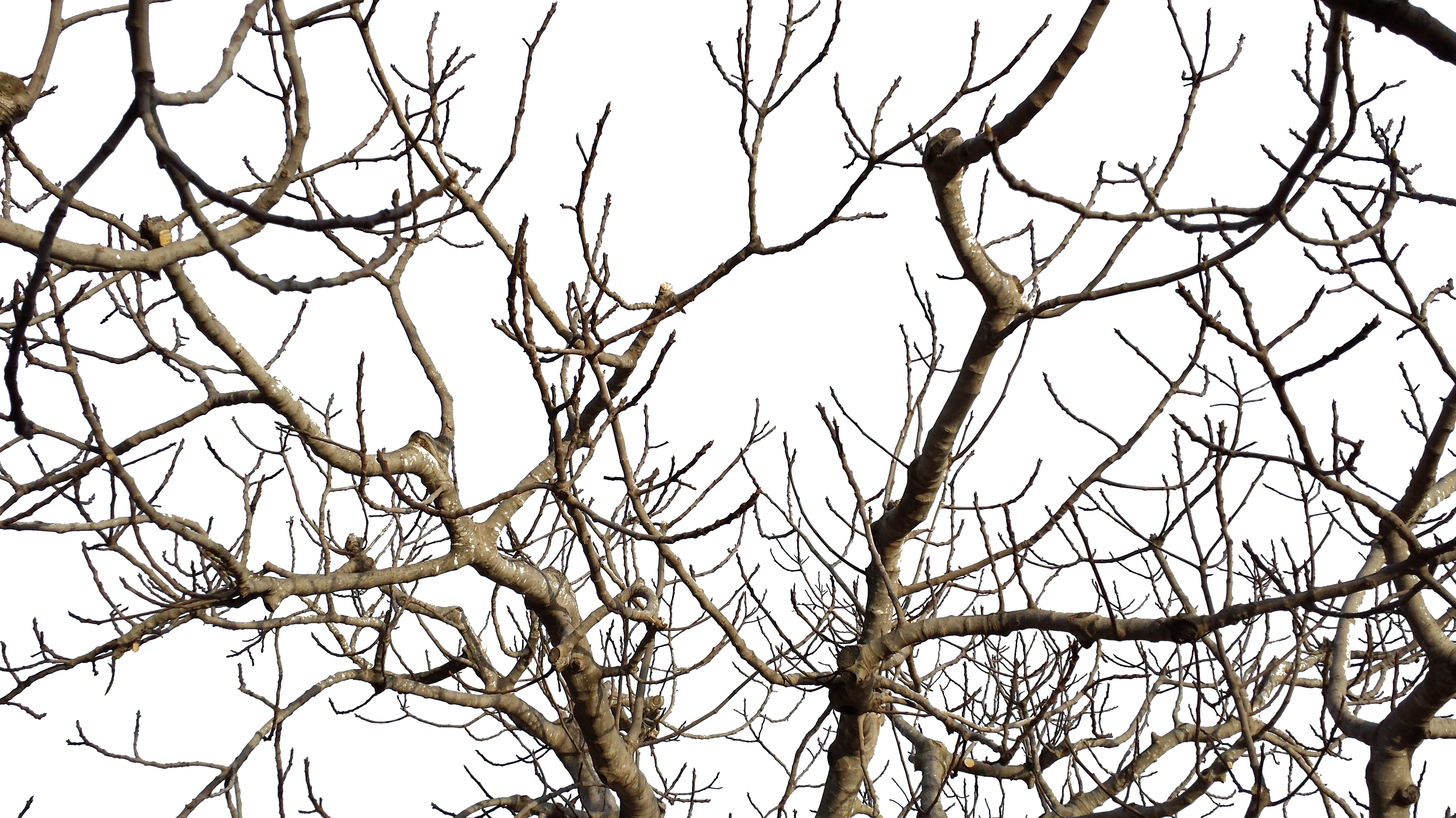 Branches - Bird (4128x2322), Png Download