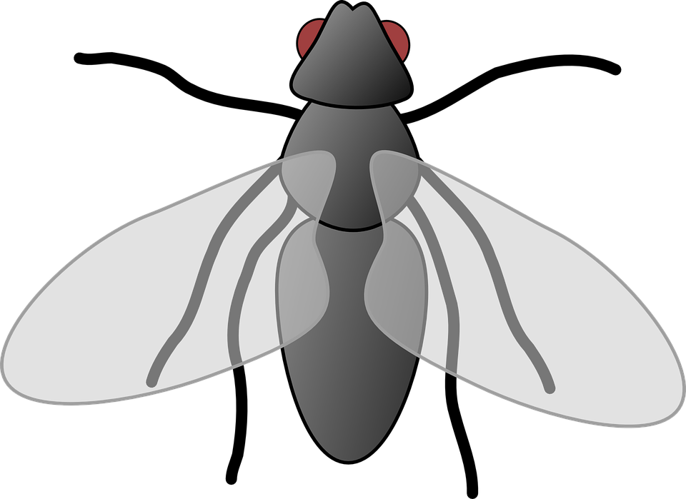 Collection Of Free Flies Clipart Winged Insect Download - Flies Clipart (960x699), Png Download