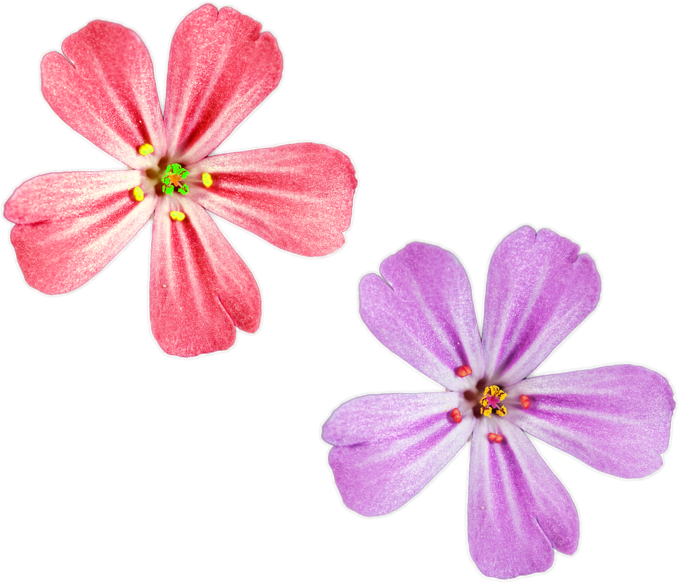 Pink And Purple Color Flowers Png Files For Free Download - Purple (3000x2000), Png Download
