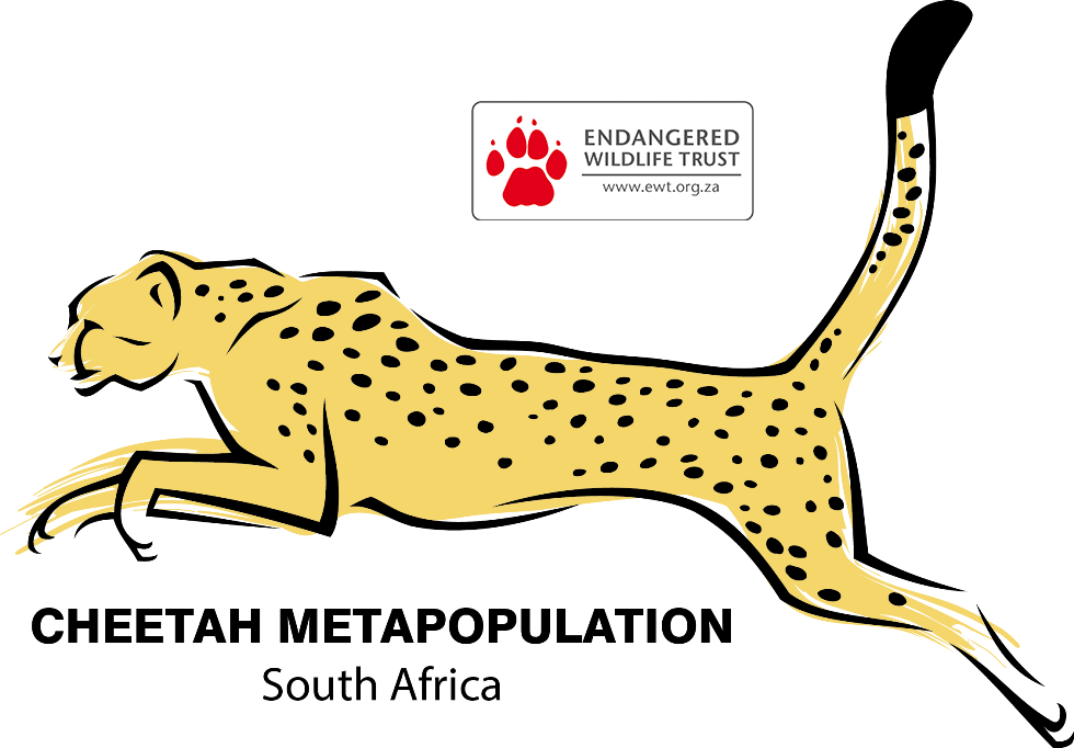 Sa Cheetah - Free Cheetah Cartoon Png (980x682), Png Download