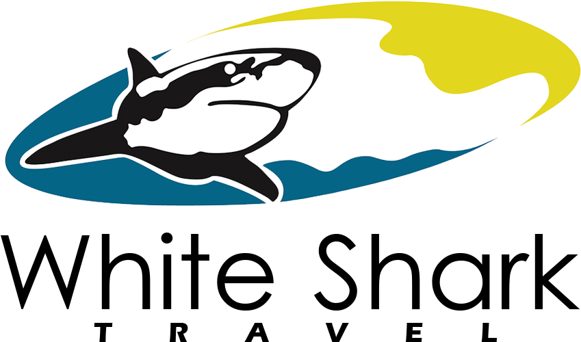 White Shark Travel - White Shark (1000x541), Png Download