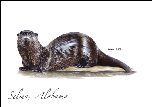 River Otter - North American River Otter (500x500), Png Download