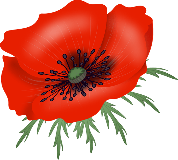 Poppy Vector Png (573x515), Png Download