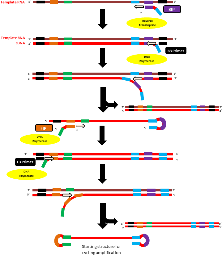 Initiation Step Of Rt-lamp Method - Transcription Mediated Amplification Steps (762x843), Png Download