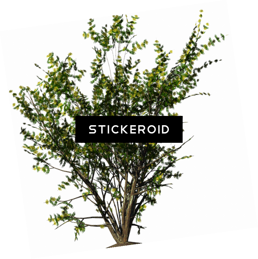 Shrubs Christmas Flowers Acacia Bush - Bush Png (866x867), Png Download