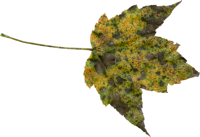 Transparent Free Nature Png (640x437), Png Download