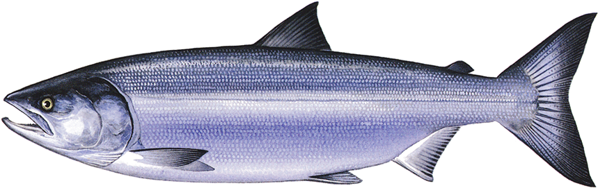 Chum Salmon - Chum Salmon Png (960x303), Png Download