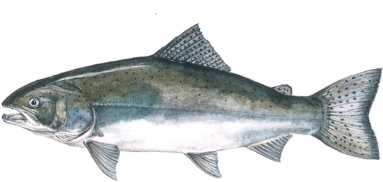 Chinook Salmon - Chinook Salmon Png (550x261), Png Download