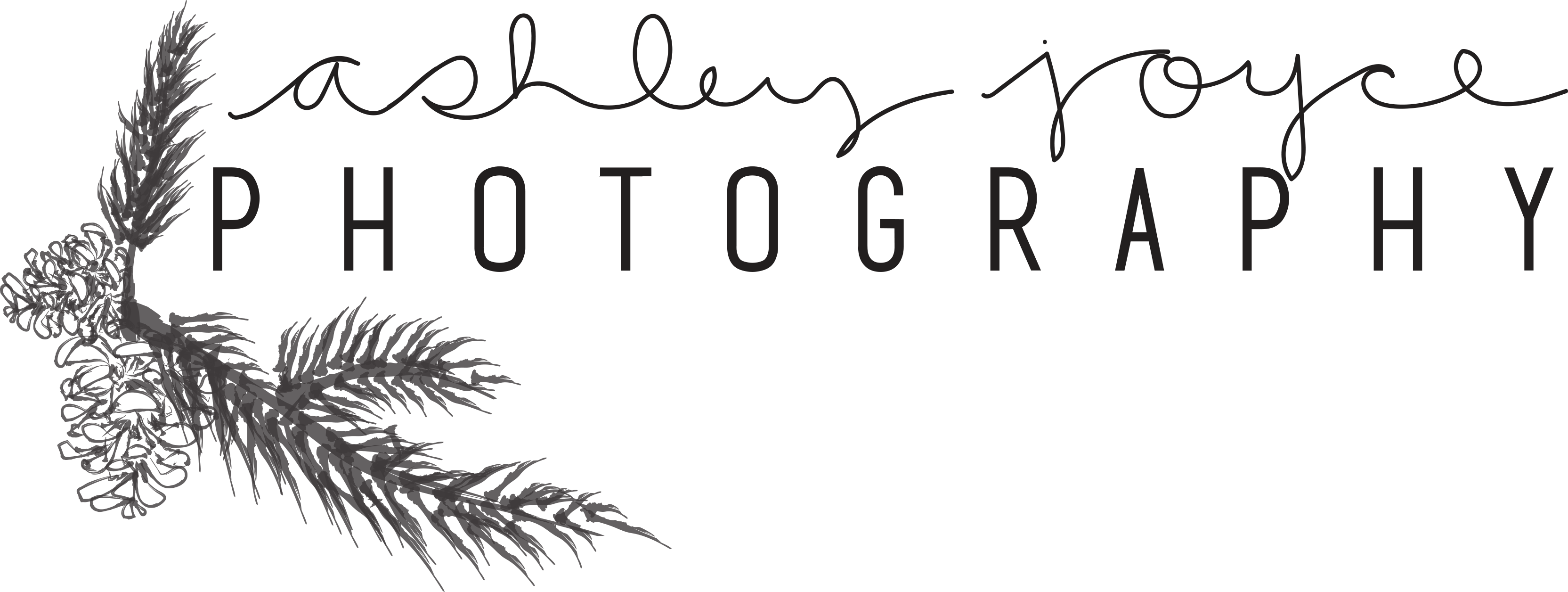 Ashley Joyce Photography - Pine (3329x1256), Png Download