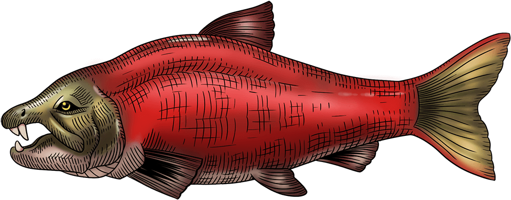 Prehistoric Sabretooth Salmon From 7 Million Years - Sockeye Salmon (1024x599), Png Download