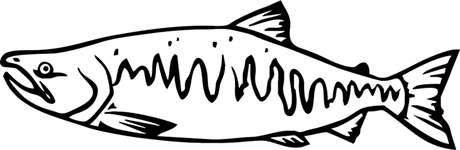Chum Salmon Drawing Clipart Salmon Whiskers Fish - Pacific Salmon Black And White (899x293), Png Download