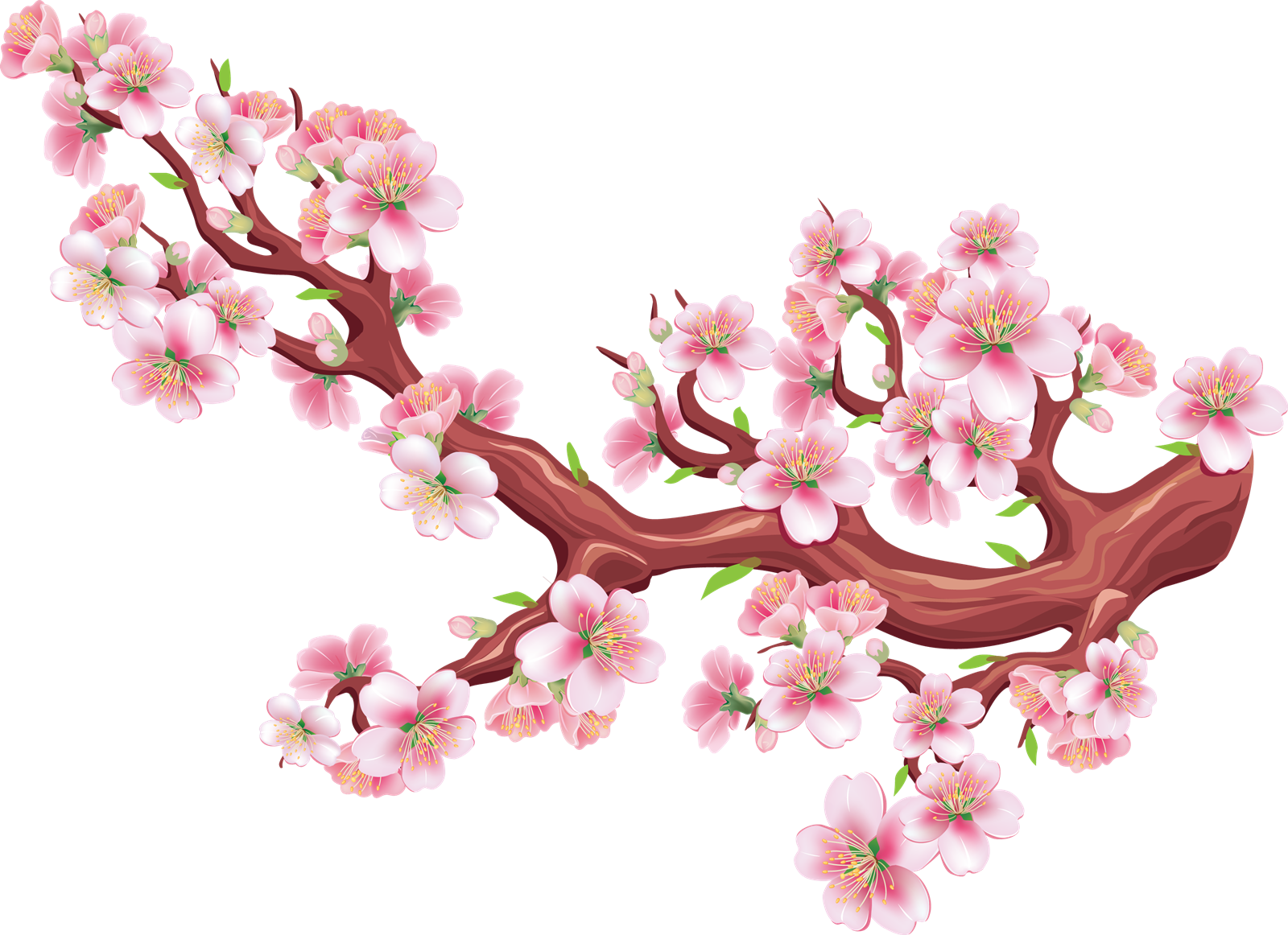 Cherry Blossom (1600x1162), Png Download