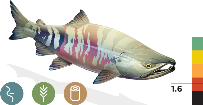 Chum Salmon - California Trout (700x373), Png Download