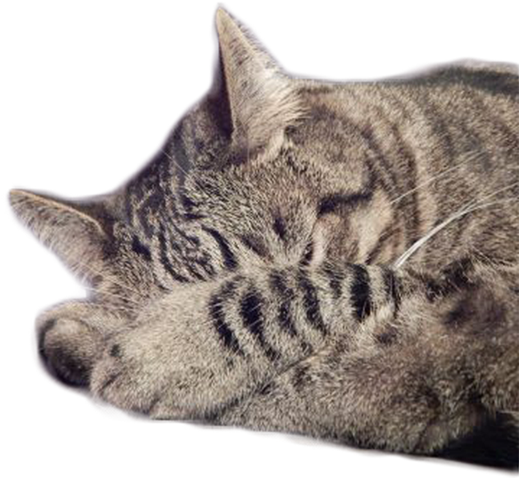 Sleepy Cat Urban Winery - Sleepy Cat (598x536), Png Download