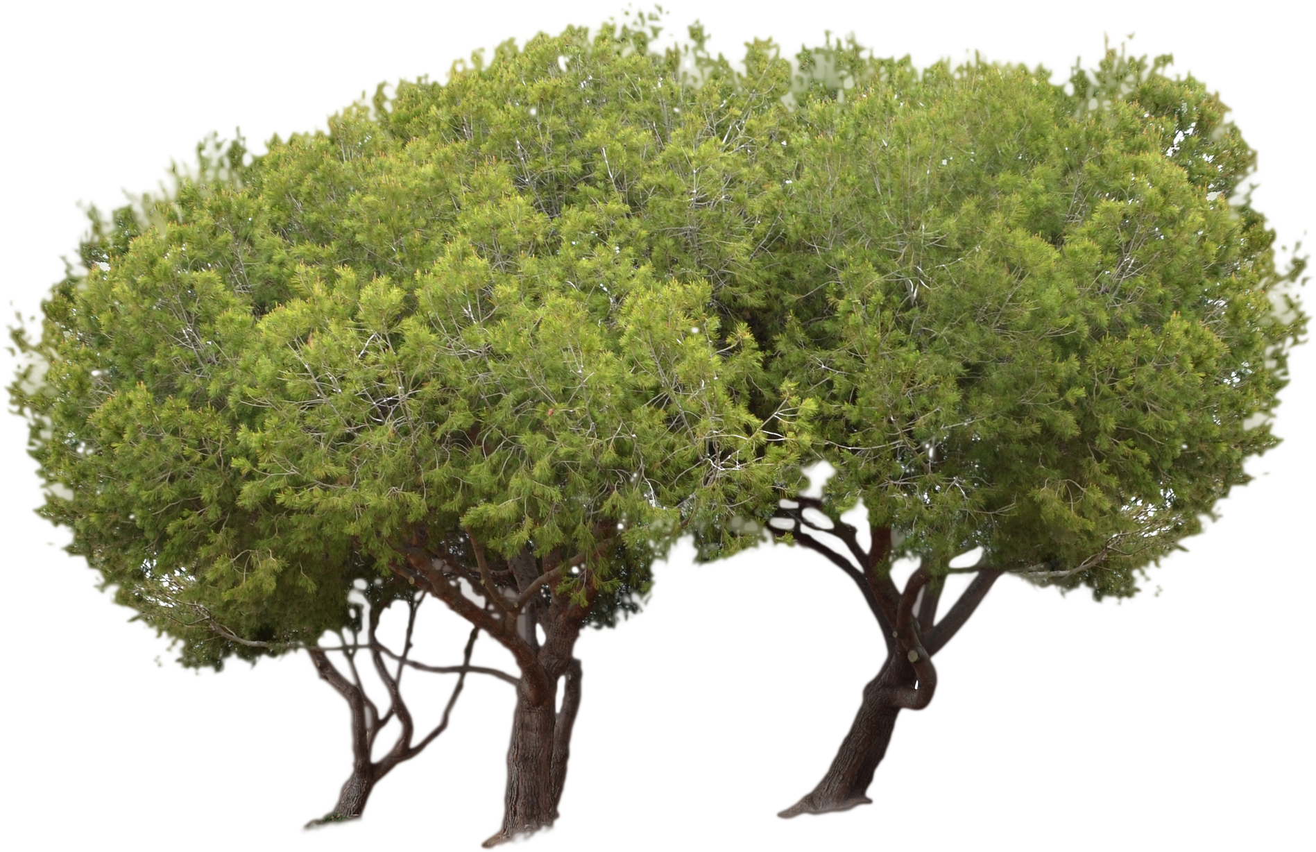 3 Trees At The Park Stock Photo- Png File By Annamae22 - Trees In A Park Png (3009x1993), Png Download