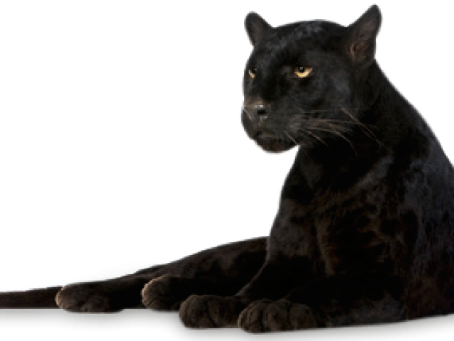 Panther Png Transparent Images - Portable Network Graphics (640x480), Png Download