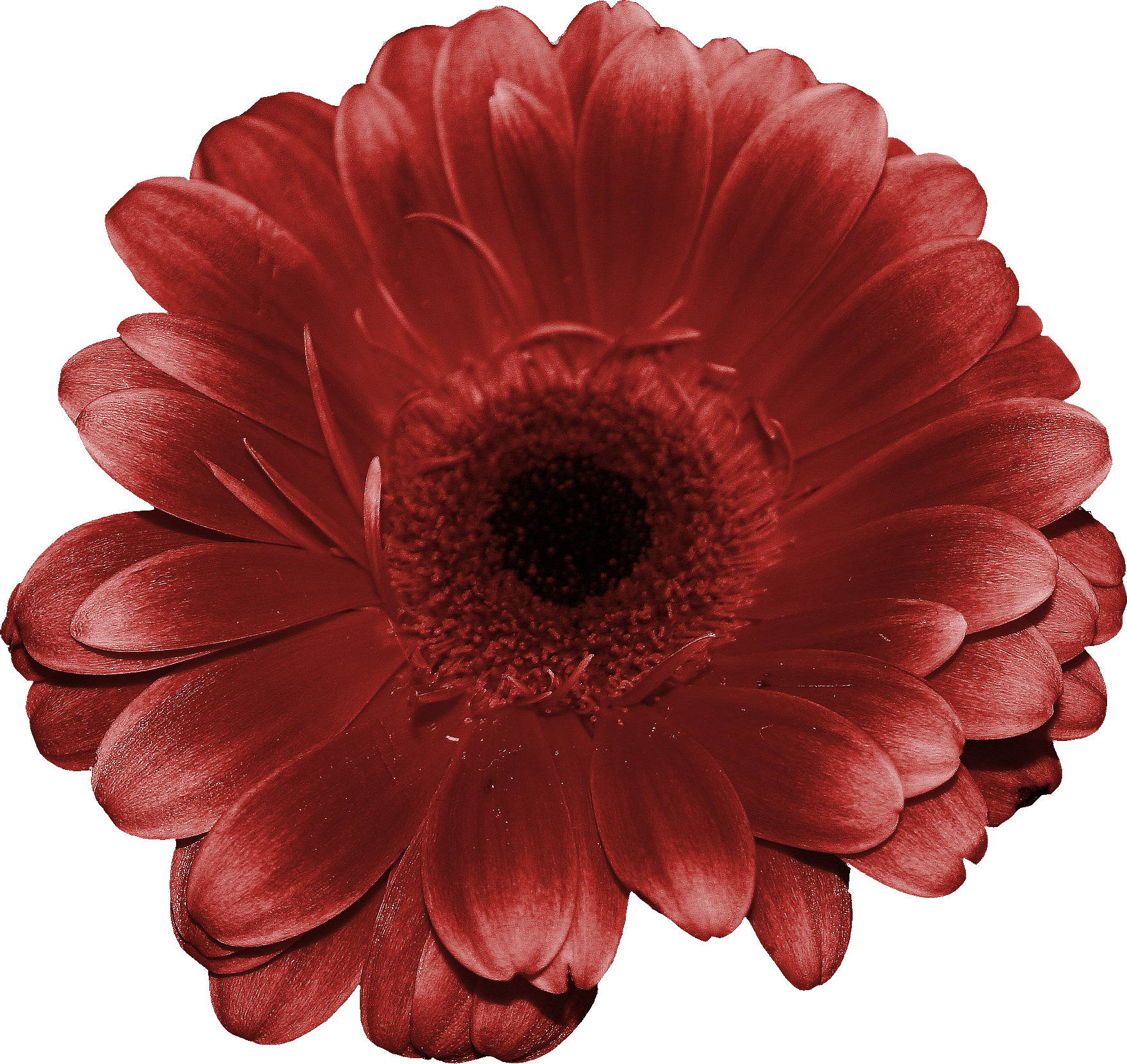 Flores Png - Barberton Daisy (1754x1657), Png Download