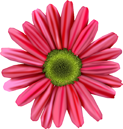 Daisy Clipart Flores - Barberton Daisy (500x525), Png Download