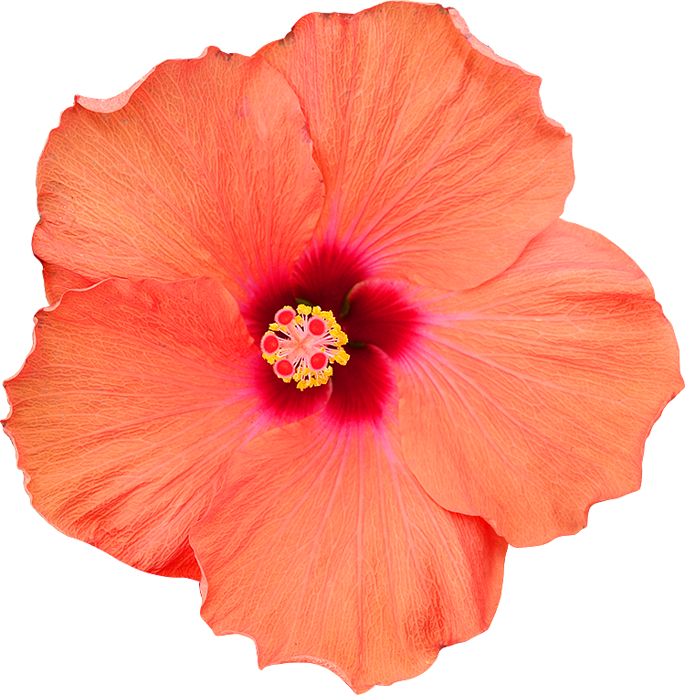 2018 03 27 - Fleur Mauve Fond Blanc (750x760), Png Download