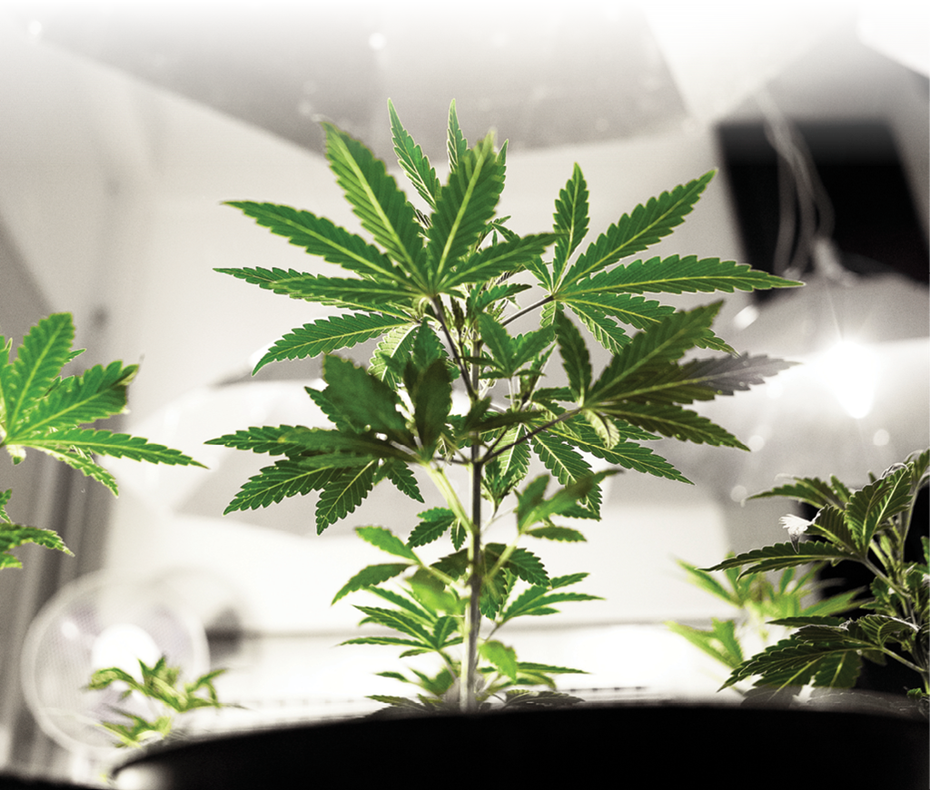 Why Use Tc - Cannabis (1024x870), Png Download