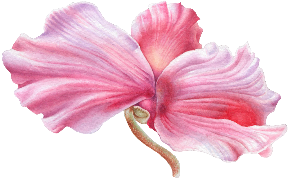 Hand Painted Wooden Hibiscus Flower Png Transparent - Hawaiian Hibiscus (1024x654), Png Download