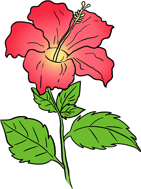 How To Draw Hibiscus - Drawing Of A Hibiscus (680x678), Png Download