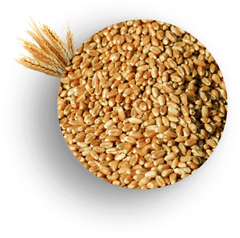 Ukrainian 2 Class Wheat - Wheat (600x578), Png Download