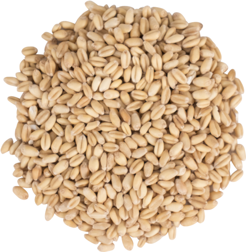Briess Raw White Wheat - Raw Wheat (500x500), Png Download