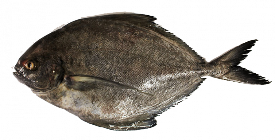 Black Pomfret - Black Pomfret Fish Png (896x456), Png Download