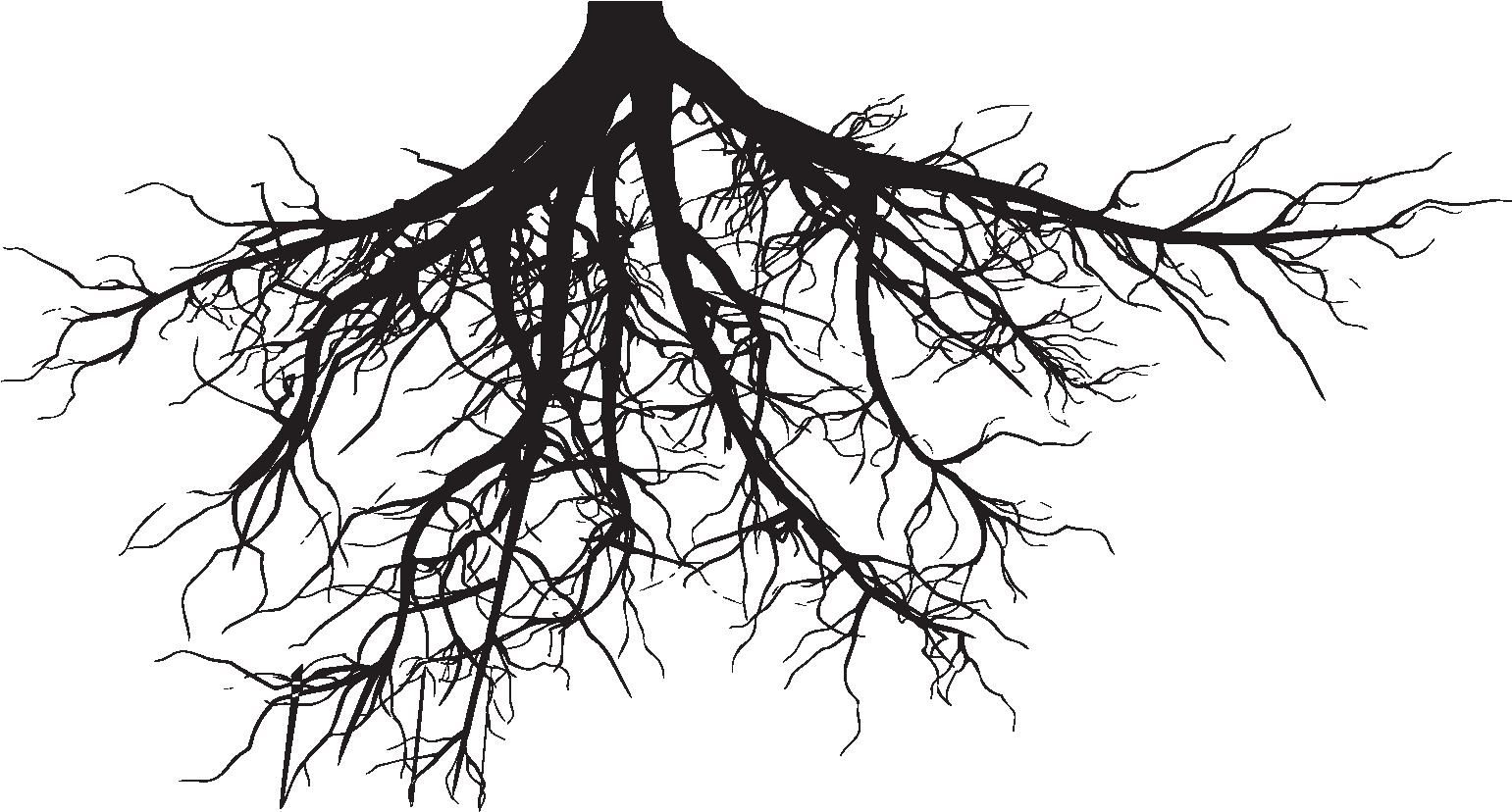 Fullsize Of Transparent Tree With Roots Large Of Transparent - Below: Broken Sky Chronicles, Book 1 (broken Sky Chronicles) (1600x848), Png Download