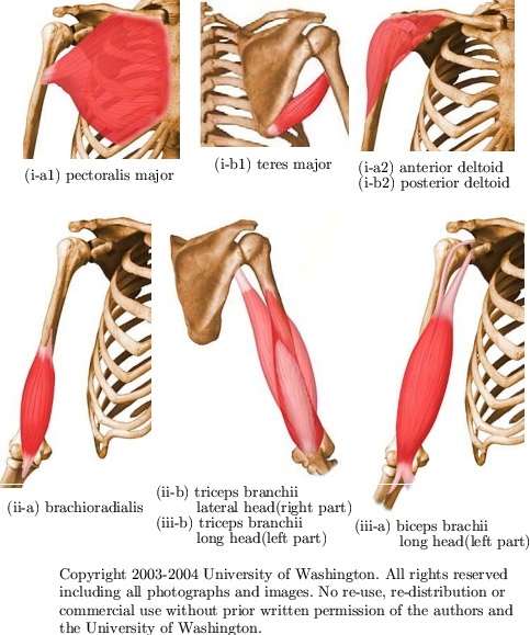 Muscles Of Arm - Monoarticular Muscles (483x579), Png Download