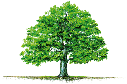 Tree And Roots - Crecer En La Palabra De Dios (437x288), Png Download