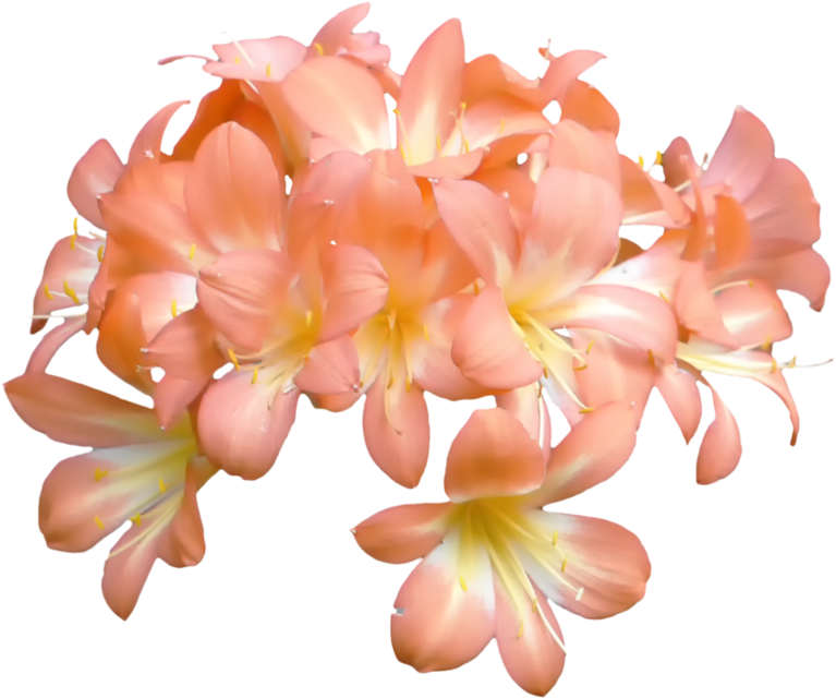 Coloured Flowers Png - Peach Color Flower Png (1000x798), Png Download