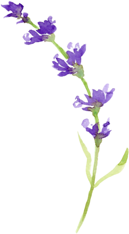 Here At Muskoka Lavender, We're Constantly Looking - Lavender Png (292x480), Png Download