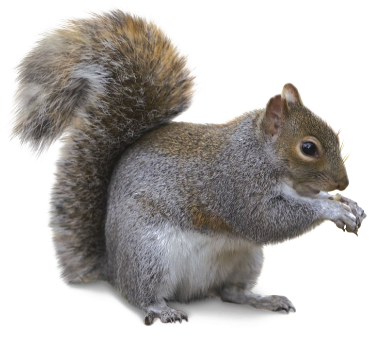 Squirrel Png Transparent Image - Lyman 4320078 Varmint Target Roll 1 Frame / 4 Targets (781x720), Png Download