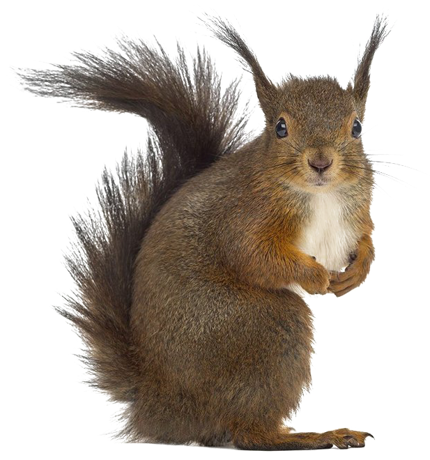 Squirrel Png Free Download - Squirrel White Background (643x720), Png Download