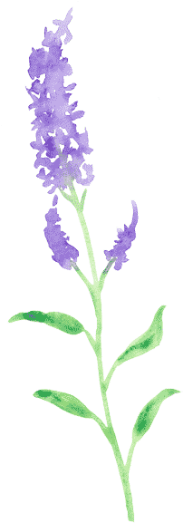 Hello & Welcome - Orchid (212x584), Png Download