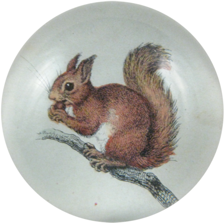 Little Baby Squirrel Little Baby Squirrel - Squirrel (500x500), Png Download