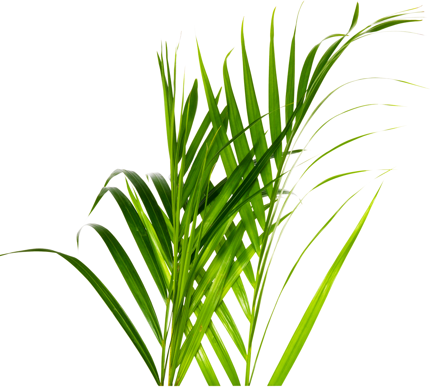 Join Our Weekly Newsletter To Keep Your Summer Fresh - Drink (1436x1291), Png Download