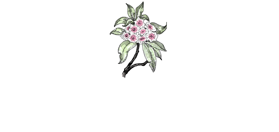 Mountain Laurel Farm - Bougainvillea (1080x554), Png Download