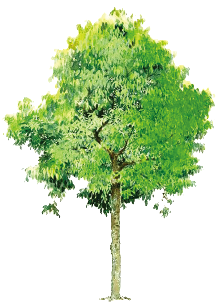Beautiful High Definition Hand Painted Oil Painting - Free Image Of Tree (1024x1024), Png Download
