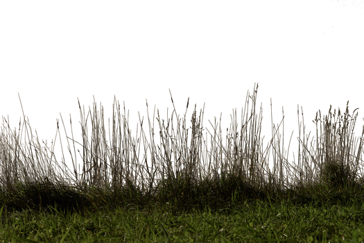 Ciameth 3,932 95 Grass 01 Png By Gd08 - Grass And Tree In Png (525x350), Png Download